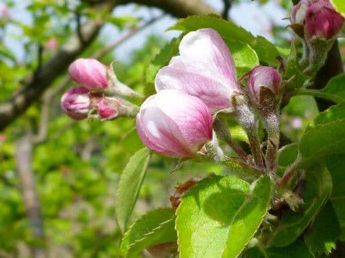 Fruitbloesem in de tuin bij Maudsplekje Fruitbloesem in de tuin bij Maudsplekje
