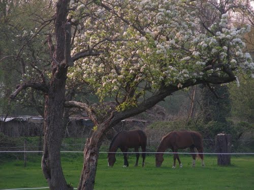 DSCN1852_2 DSCN1852_2